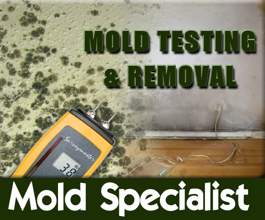 Mold Specialist